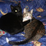 Katze Angelo kuschelt mit anderer katze