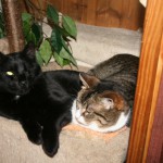 Katze Angelo liegt neben anderen katze