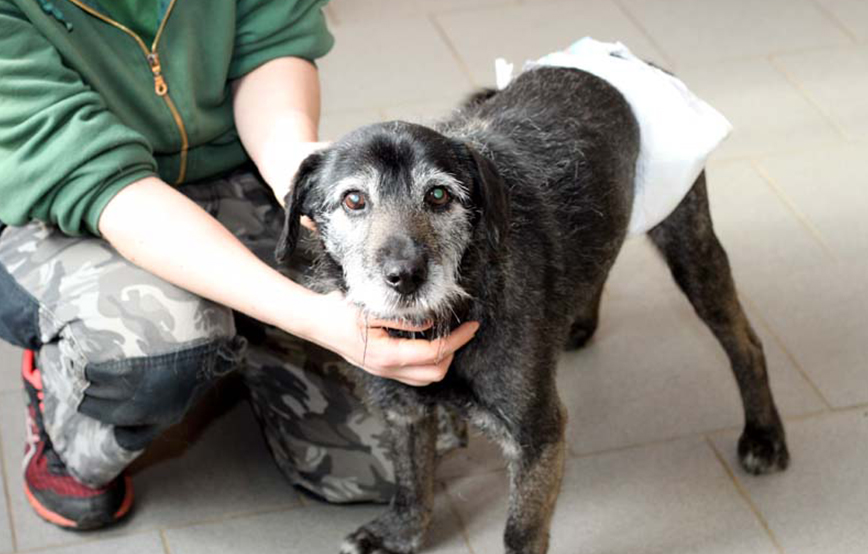 beitragsbild hund kurtchen windeln osterwunsch inkontinenz tierschutzliga dorf