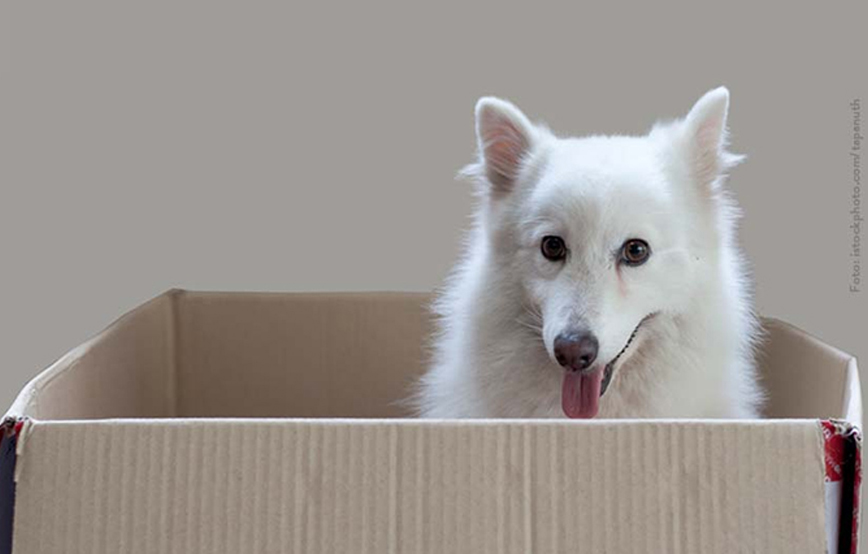 beitragsbild hunde karton