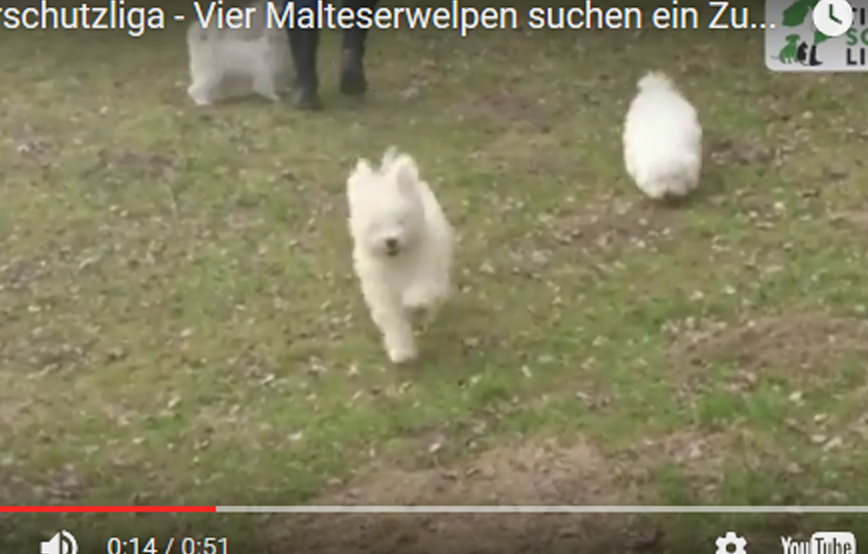 beitragsbild malteser hunde welpen wollaberg