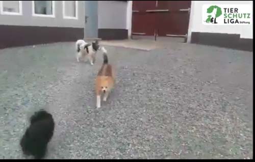 beitragsbild cool hundegang unterheinsdorf