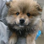 beschlagnahmeung spitzmischlinge wollaberg braun