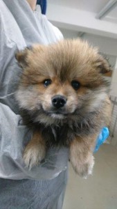 beschlagnahmeung spitzmischlinge wollaberg braun