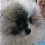 beschlagnahmeung spitzmischlinge wollaberg schwarz