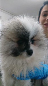 beschlagnahmeung spitzmischlinge wollaberg schwarz