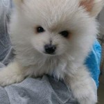 beschlagnahmeung spitzmischlinge wollaberg weiß