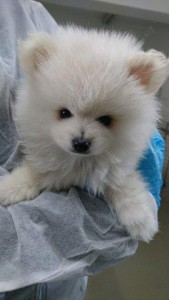 beschlagnahmeung spitzmischlinge wollaberg weiß