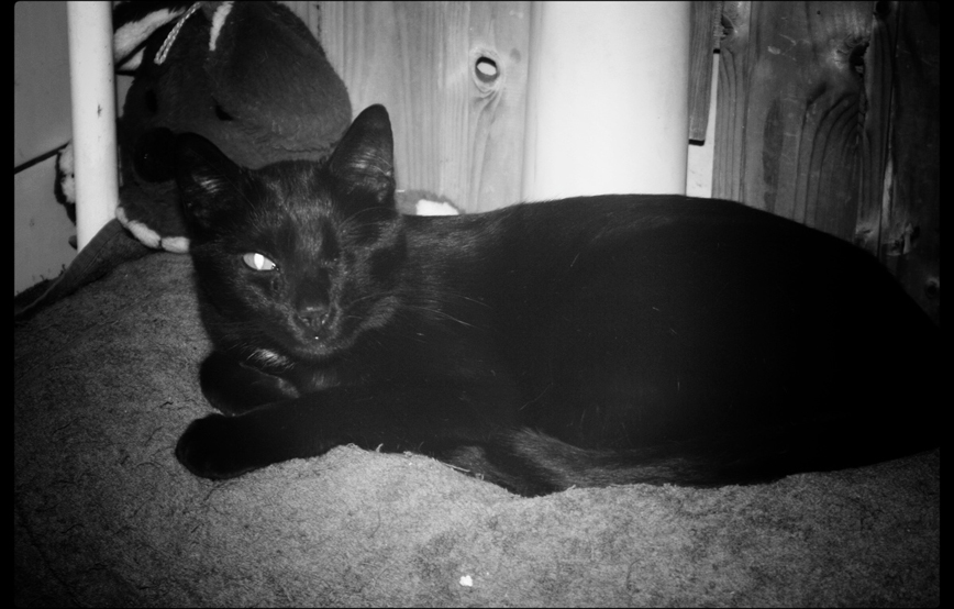 schwarze katze Angelo katzenstation trauriges