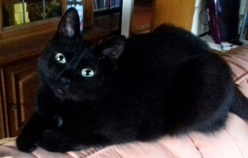 schwarze katze Baghira sitzt auf der lehne