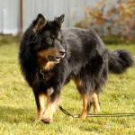 Gelbbacke bella an der leine auf wiese