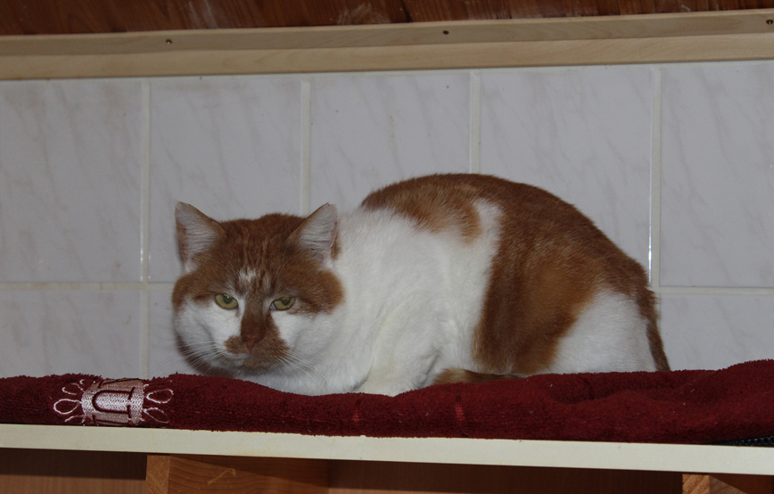 Kater Erik sitzt auf einem brett