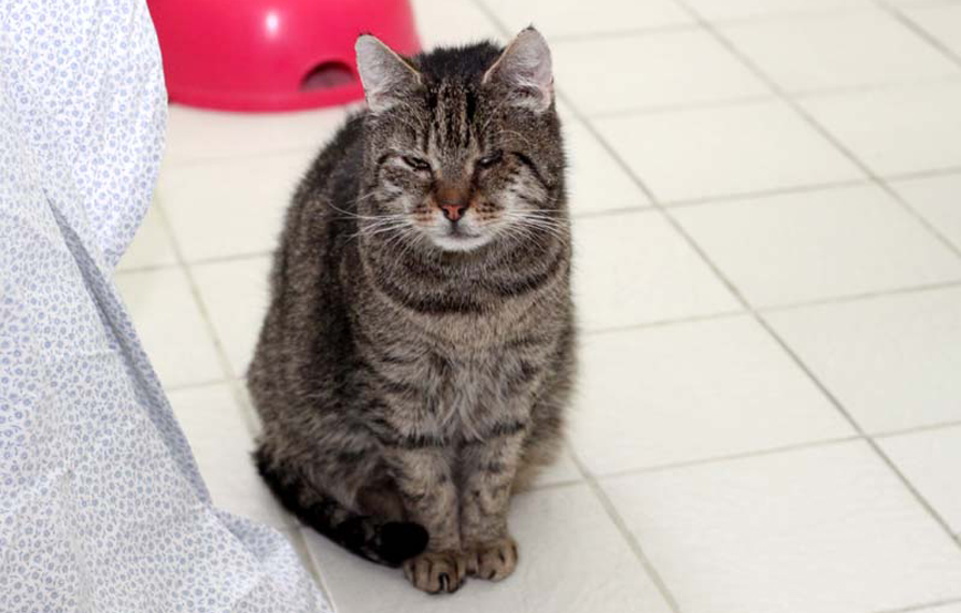 Katze Ottfried sitzt auf fliesenboden trauriges