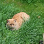 Katze Paula liegt im gras