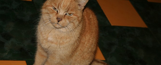 Katze Paula sitzt auf boden