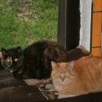 Katzen Pina Paula sitzen am fenster