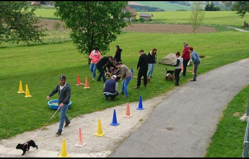 beitragsbild hundespielnachmittag strasse menschen hunde