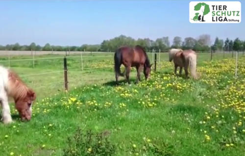 beitragsbild impressionen wardenburg