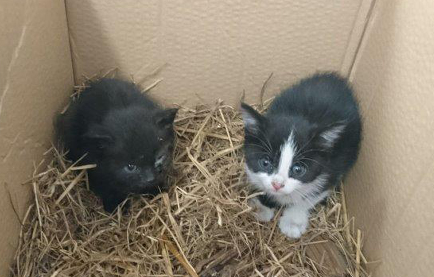 beitragsbild katzen ausgesetzt karton