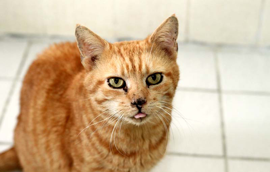 rote katze Garfield steckt die zunge raus