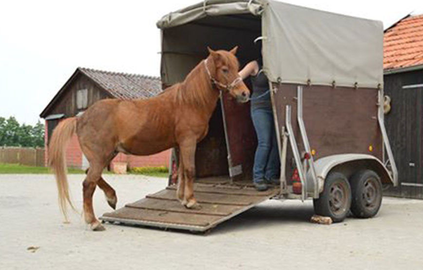 beitragsbild pferdetransporter