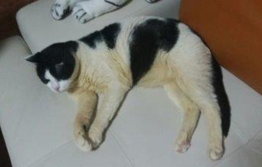 beitragsbild update rudi kater zuhause tiger