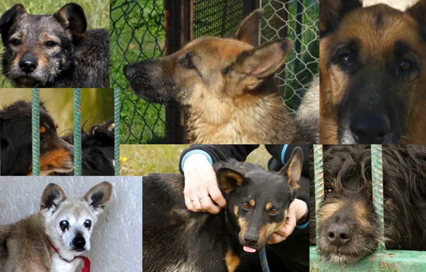 sieben hunde suchen aufnahmepaten