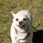 Hund Purzel an der leine auf der wiese