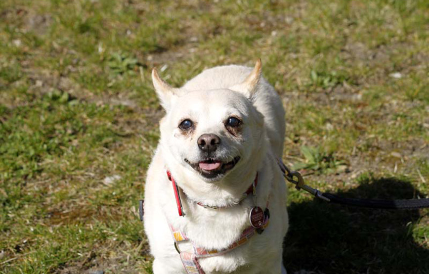 Hund Purzel an der leine auf der wiese