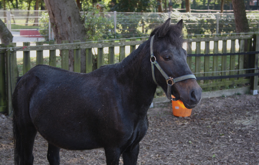 schwarzes pferd tina steht im gehege trauriges