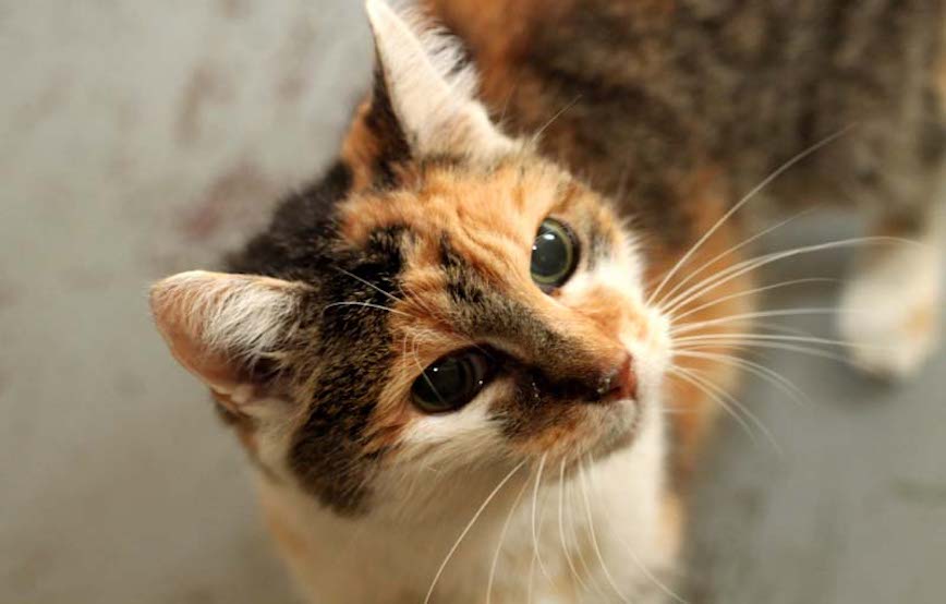 Katze Lina trauriges