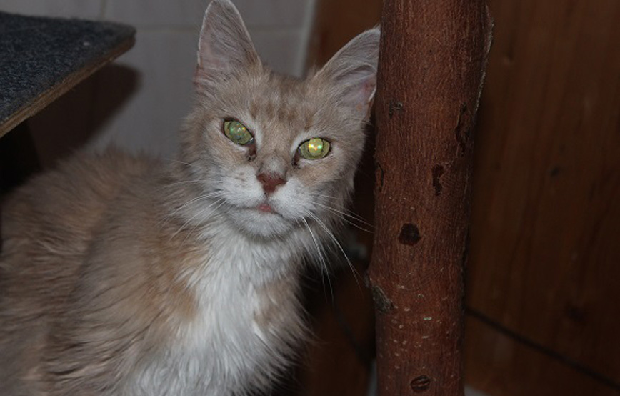 Katze Cleo glücklich vermittelt