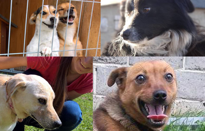 fünf hunde dürfen zu uns reisen