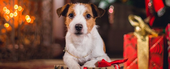 beitragsbild patenschaft weihnachten tier freude