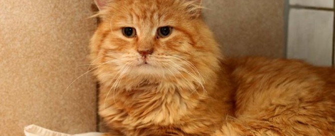 Aragon ist ein gemütlicher Kater