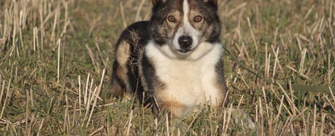 Filou genießt das Treiben auf dem Feld