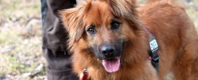 Knut ist ein sehr schlaues Köpfchen