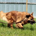 Knut ist immer in Bewegung