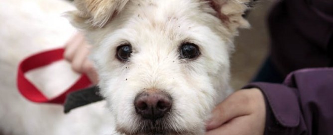 Lumpi genießt manche Streicheleinheiten