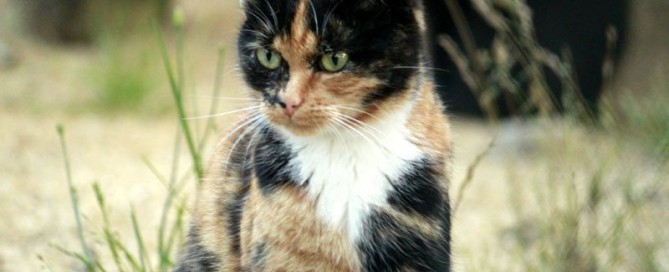 Stella beobachtet alles genau