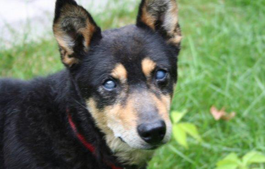 beitragsbild elliot alt blind close