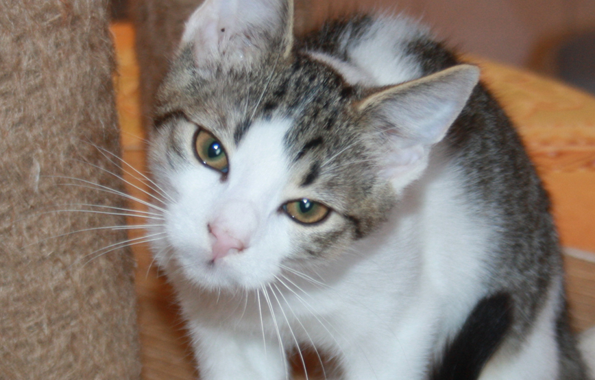 beitragsbild knöppchen