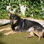 elliot alt blind liegt