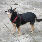 elliot alt blind pflaster