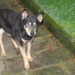 elliot alt blind weg