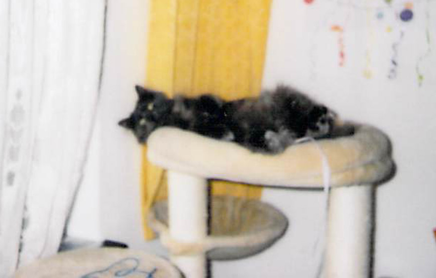 Katze Sweetie liegt auf dem kratzbaum