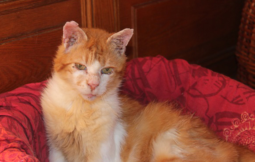 beitragsbild ottokar