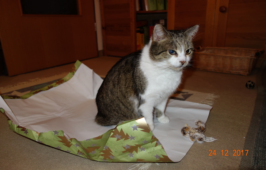 katze sitzt auf geschenkpapier