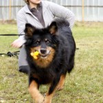 Hund Bella spielt auf der wiese