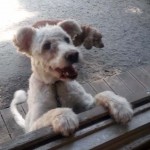 Hund Lumpi am fenster